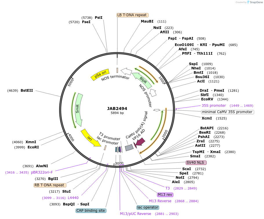 190376-plasmid-map-sequence-id-387093