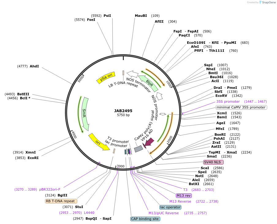 190377-plasmid-map-sequence-id-387094