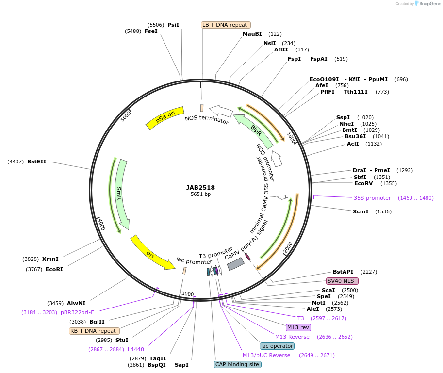 190384-plasmid-map-sequence-id-387095