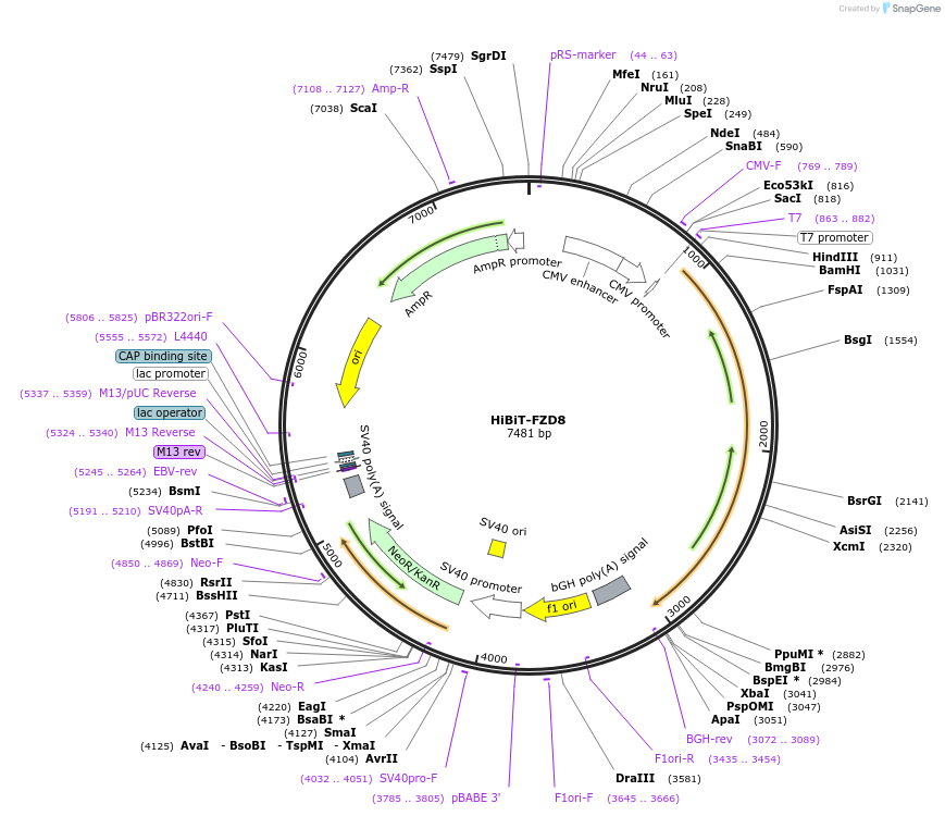 195846-plasmid-map-sequence-id-387096