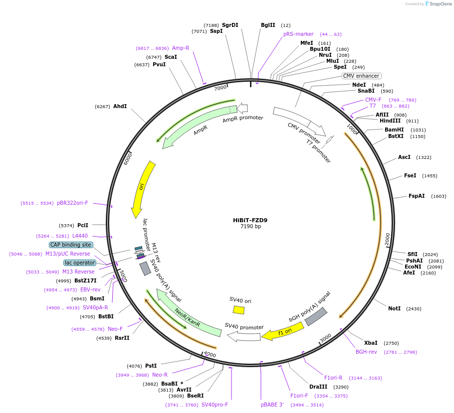 195847-plasmid-map-sequence-id-387098