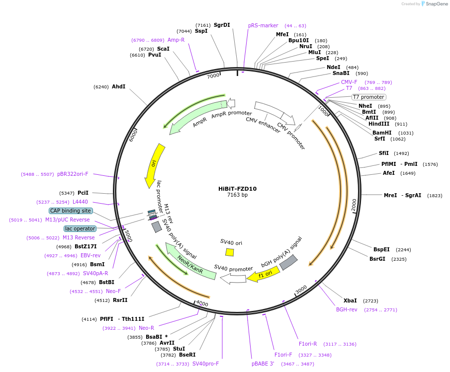 195848-plasmid-map-sequence-id-387099