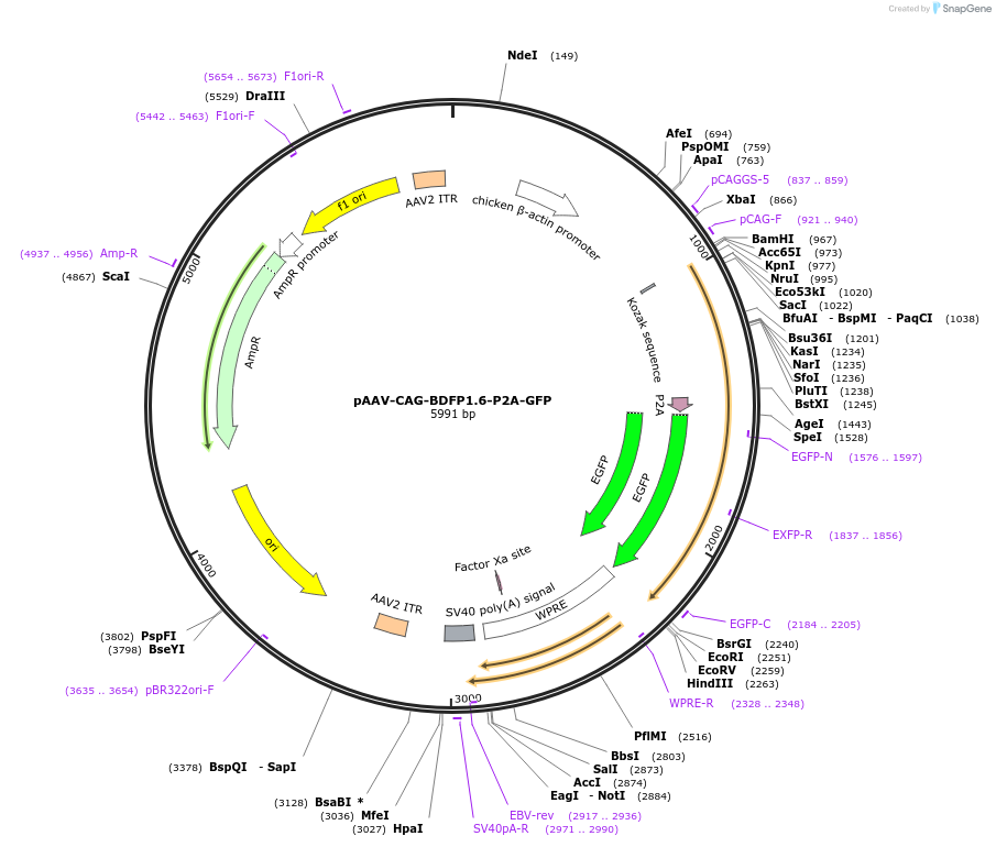 197154-plasmid-map-sequence-id-387121