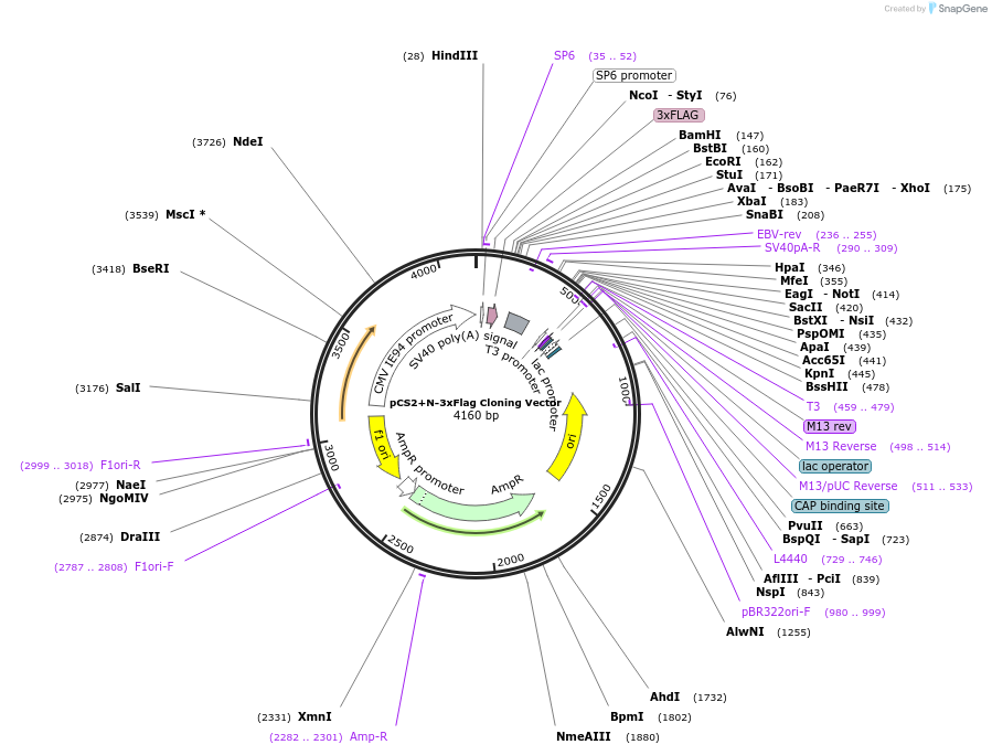 196651-plasmid-map-sequence-id-387125