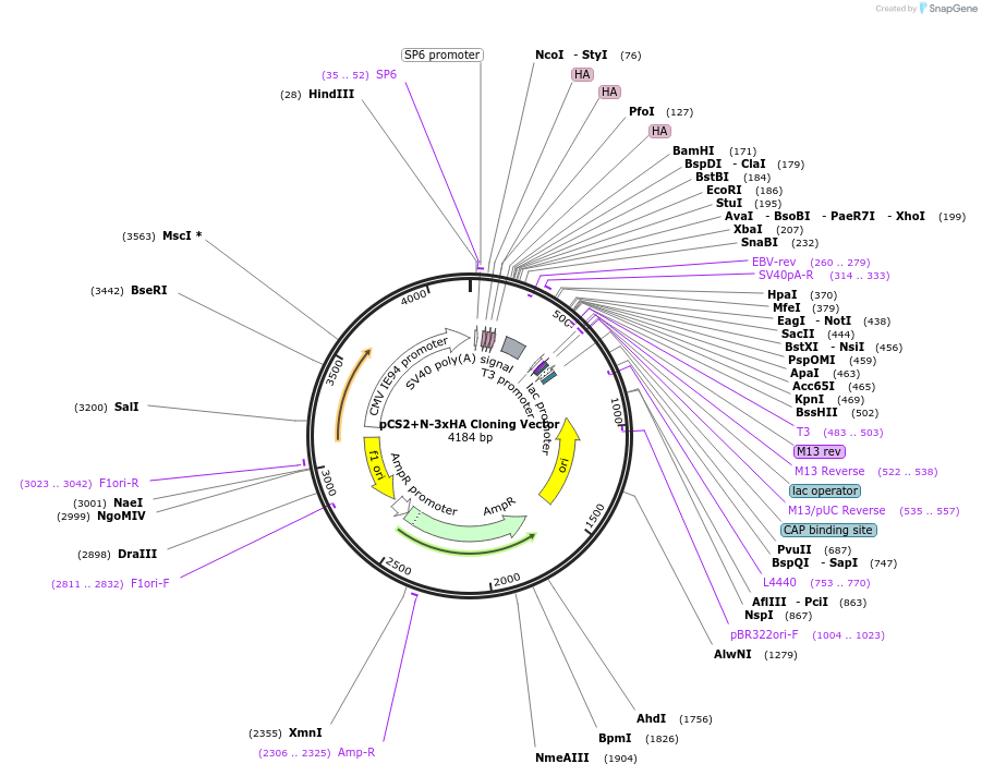 196653-plasmid-map-sequence-id-387128