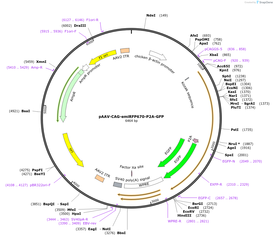 197160-plasmid-map-sequence-id-387133