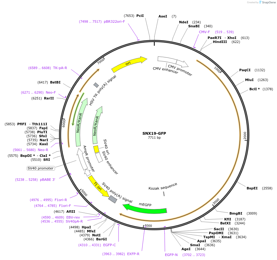197392-plasmid-map-sequence-id-387141