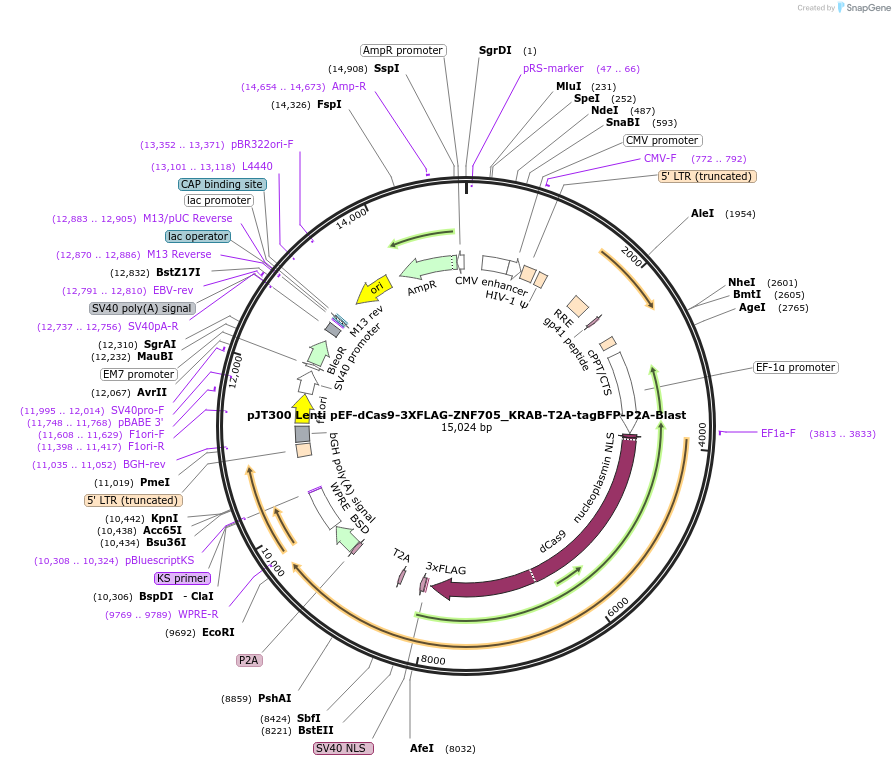 195542-plasmid-map-sequence-id-387165