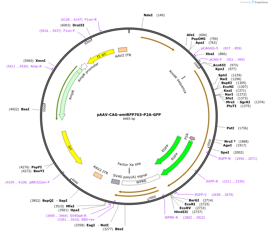 197158-plasmid-map-sequence-id-387167