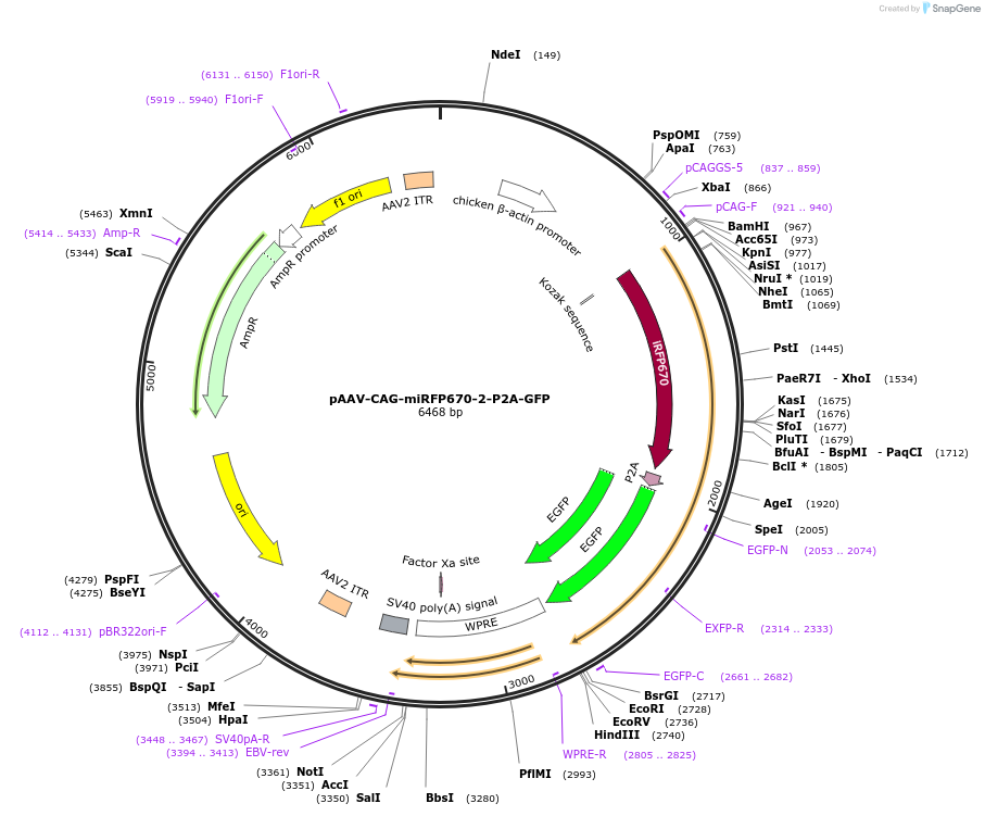 197170-plasmid-map-sequence-id-387203