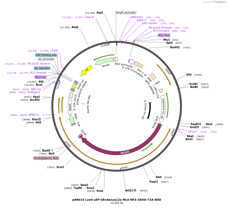195544-plasmid-map-sequence-id-387211