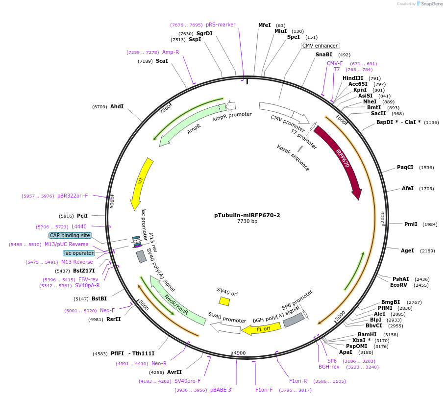 197238-plasmid-map-sequence-id-387219
