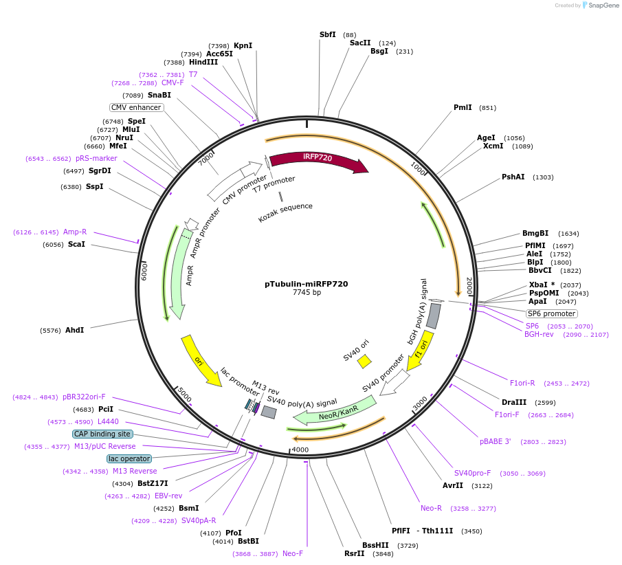 197241-plasmid-map-sequence-id-387222