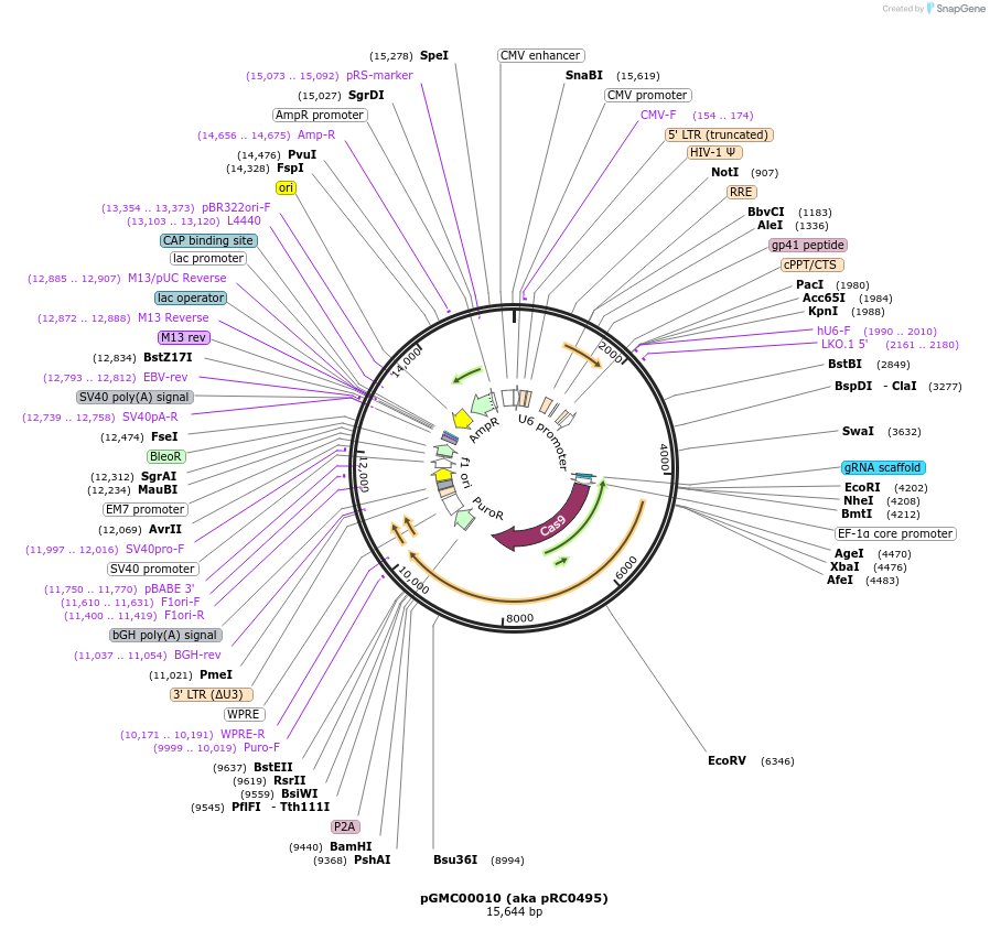 195295-plasmid-map-sequence-id-387224