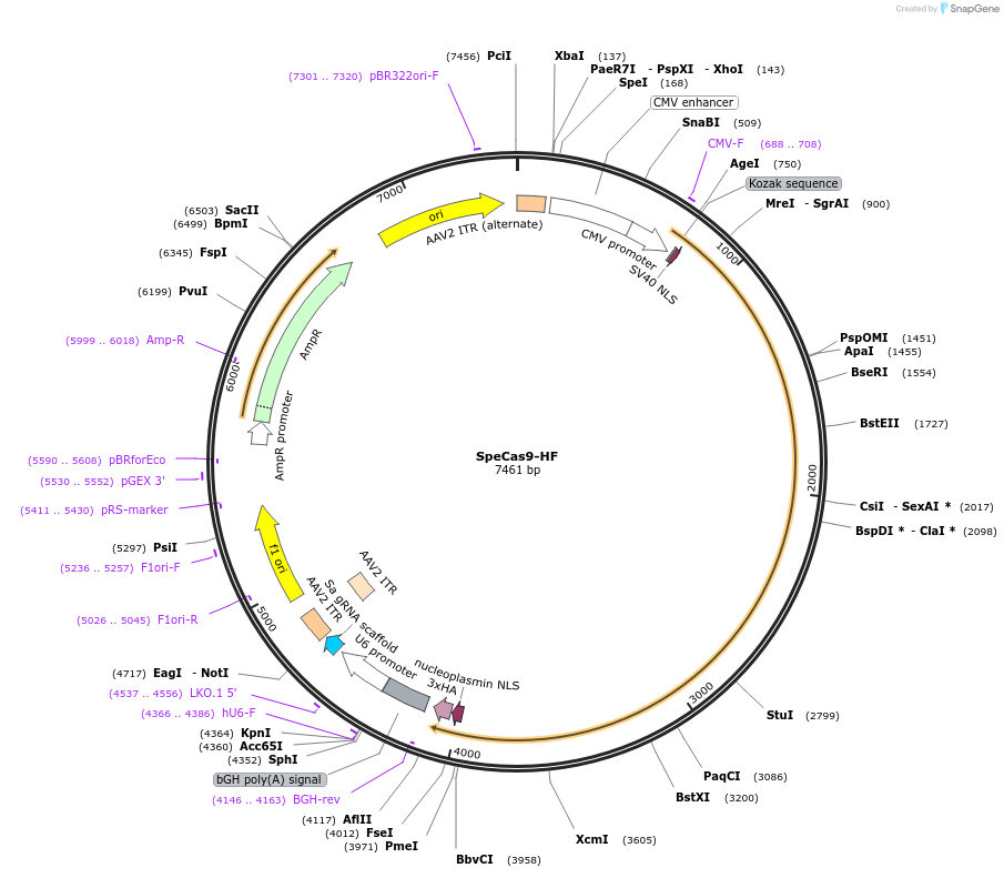 192141-plasmid-map-sequence-id-387235