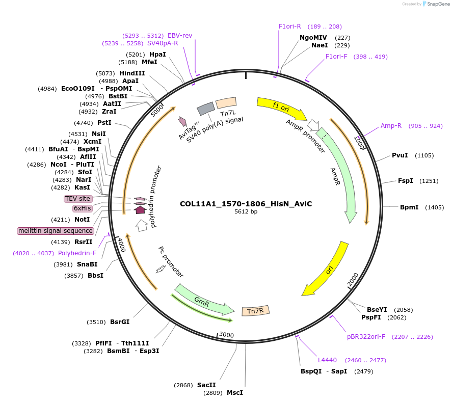 195879-plasmid-map-sequence-id-387249