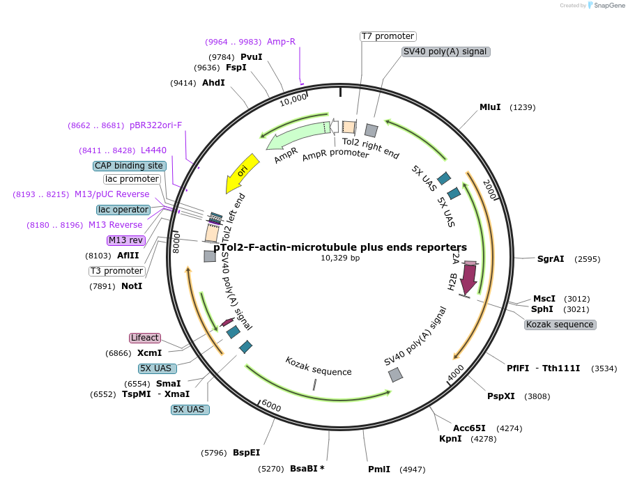 196134-plasmid-map-sequence-id-387250
