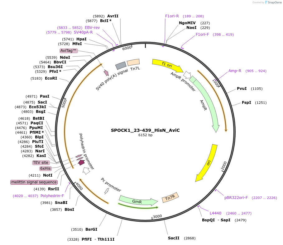 195876-plasmid-map-sequence-id-387253