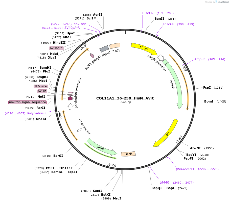195878-plasmid-map-sequence-id-387254
