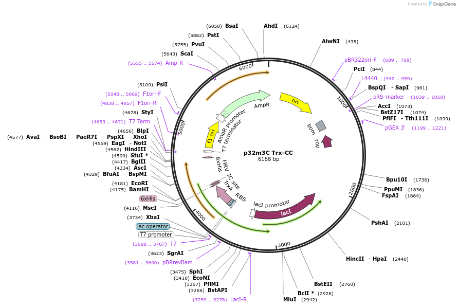 196475-plasmid-map-sequence-id-387256