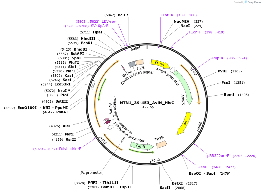 195873-plasmid-map-sequence-id-387265