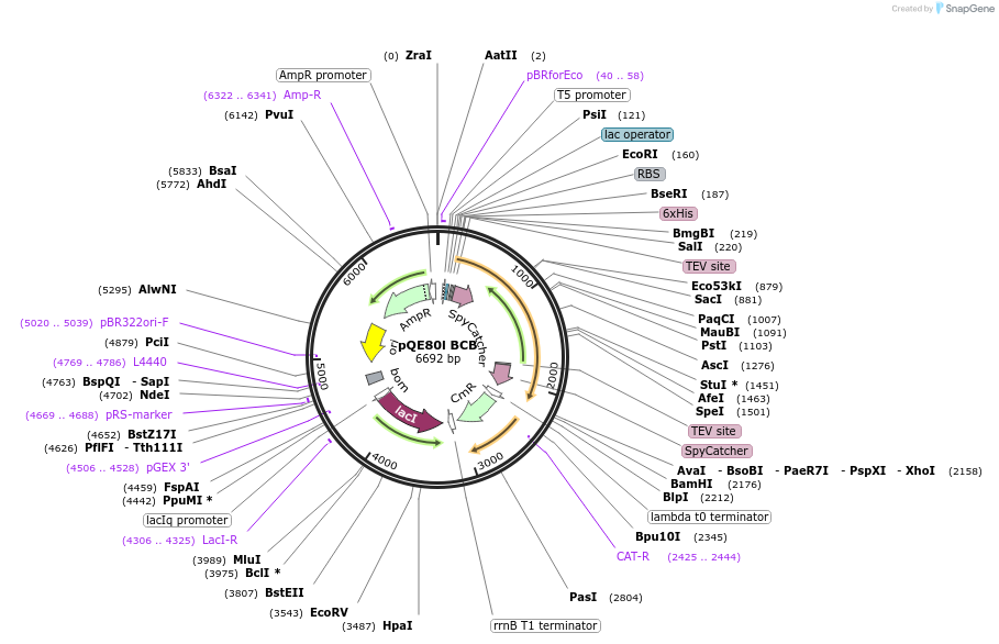 196472-plasmid-map-sequence-id-387266