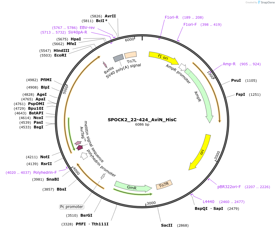 195877-plasmid-map-sequence-id-387267