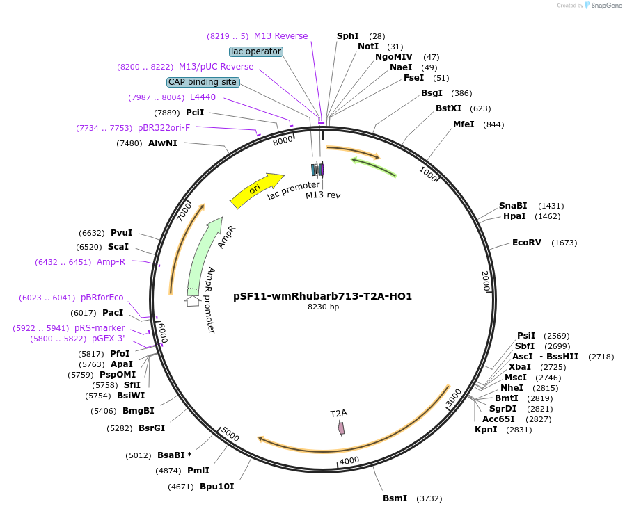 197245-plasmid-map-sequence-id-387271