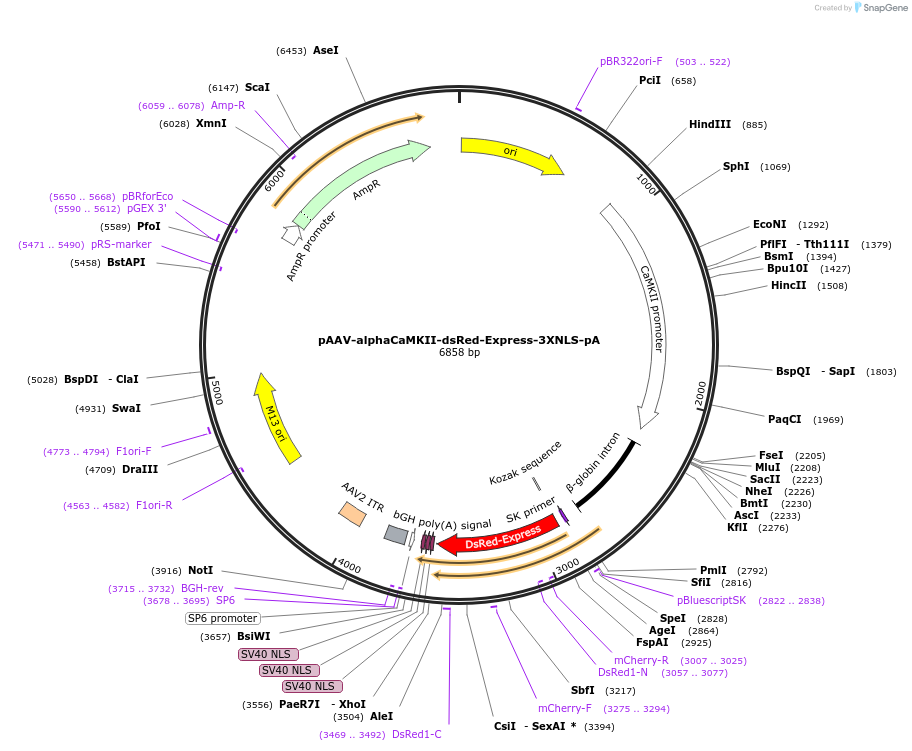 183802-plasmid-map-sequence-id-387291