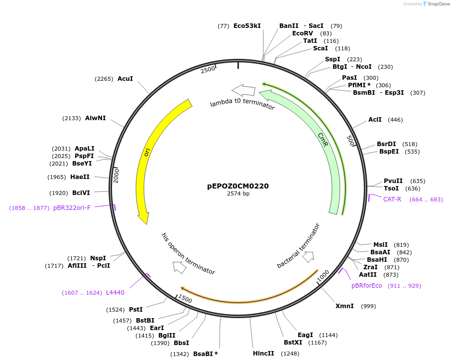 197527-plasmid-map-sequence-id-387307