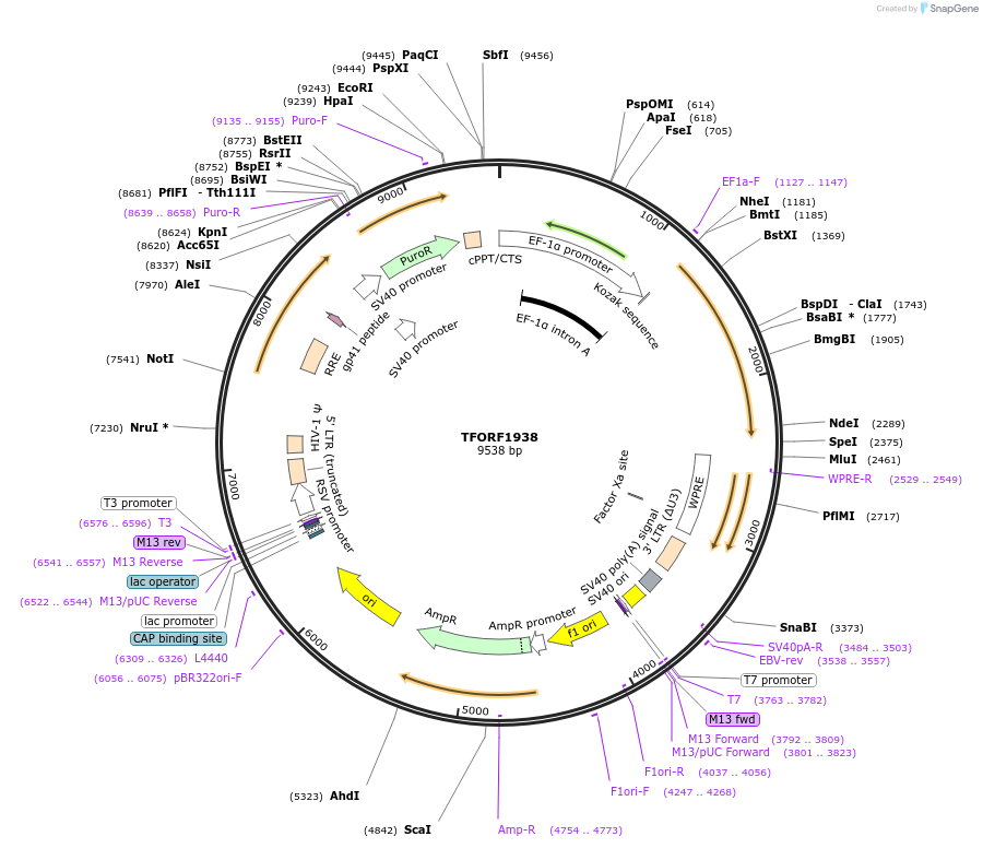 141892-plasmid-map-sequence-id-387312