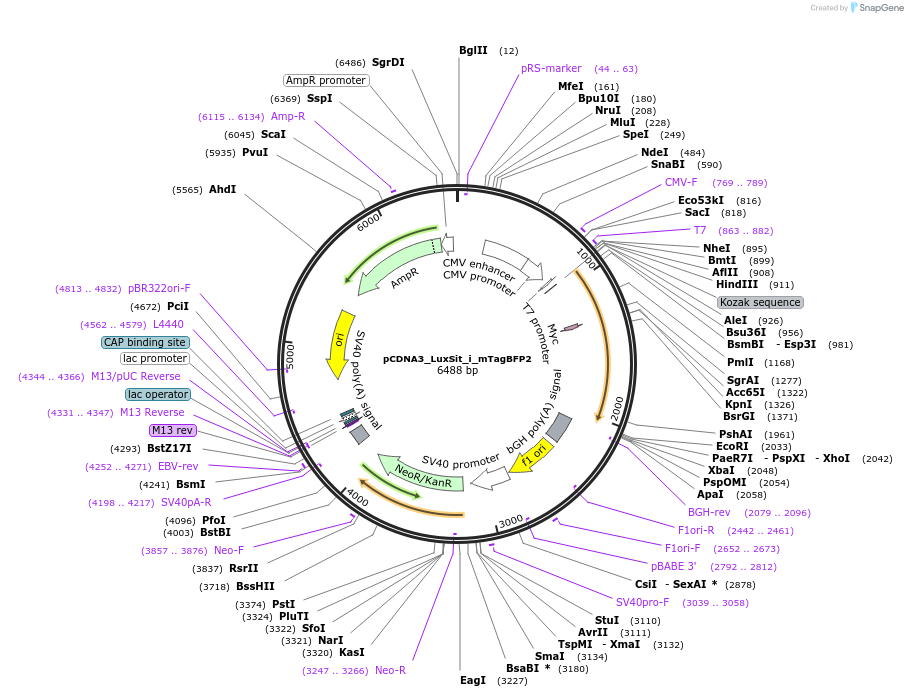 194300-plasmid-map-sequence-id-387325