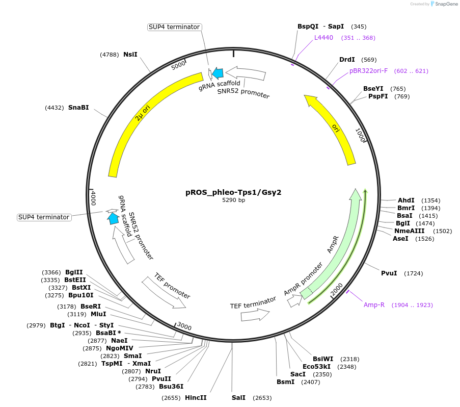 196612-plasmid-map-sequence-id-387444