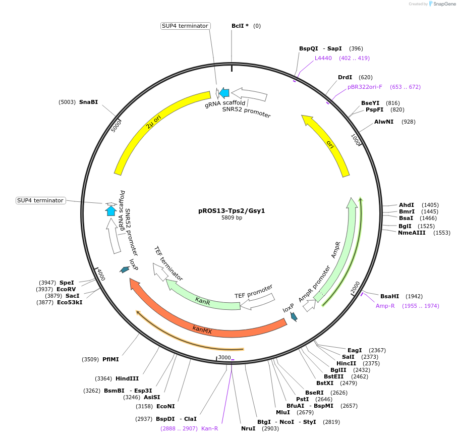 196613-plasmid-map-sequence-id-387445