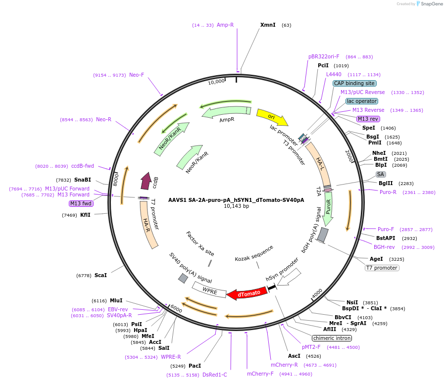 196192-plasmid-map-sequence-id-387447