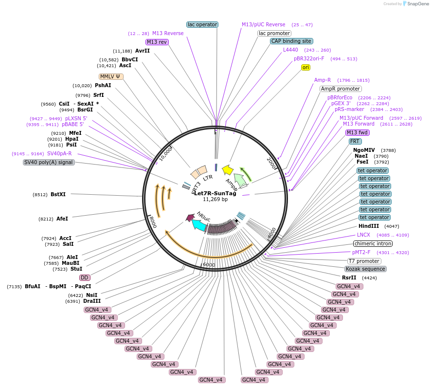 196929-plasmid-map-sequence-id-387449