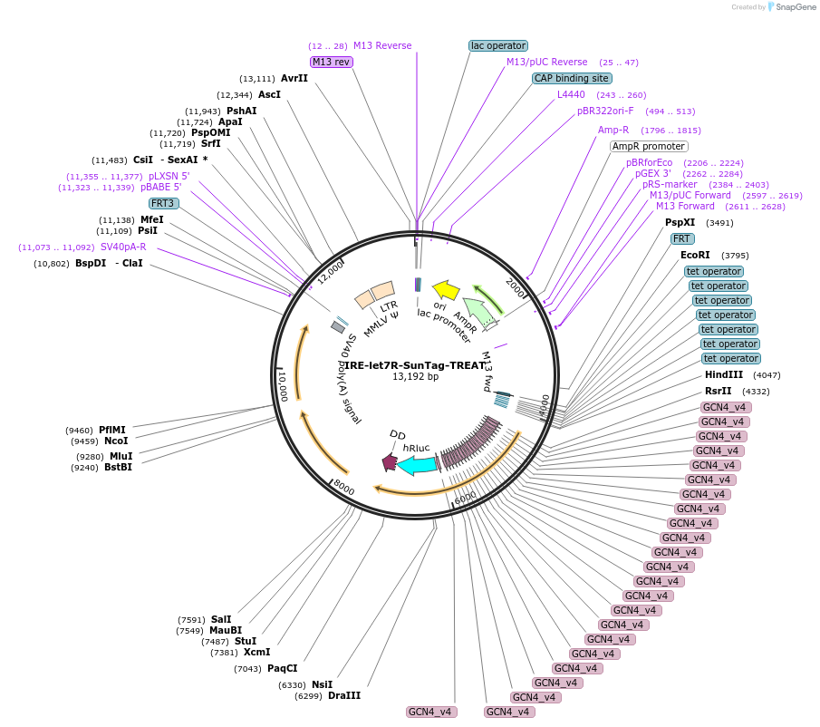 196927-plasmid-map-sequence-id-387452