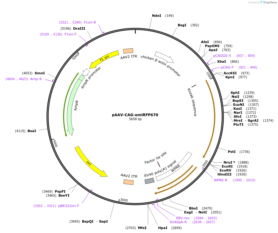 197200-plasmid-map-sequence-id-387456