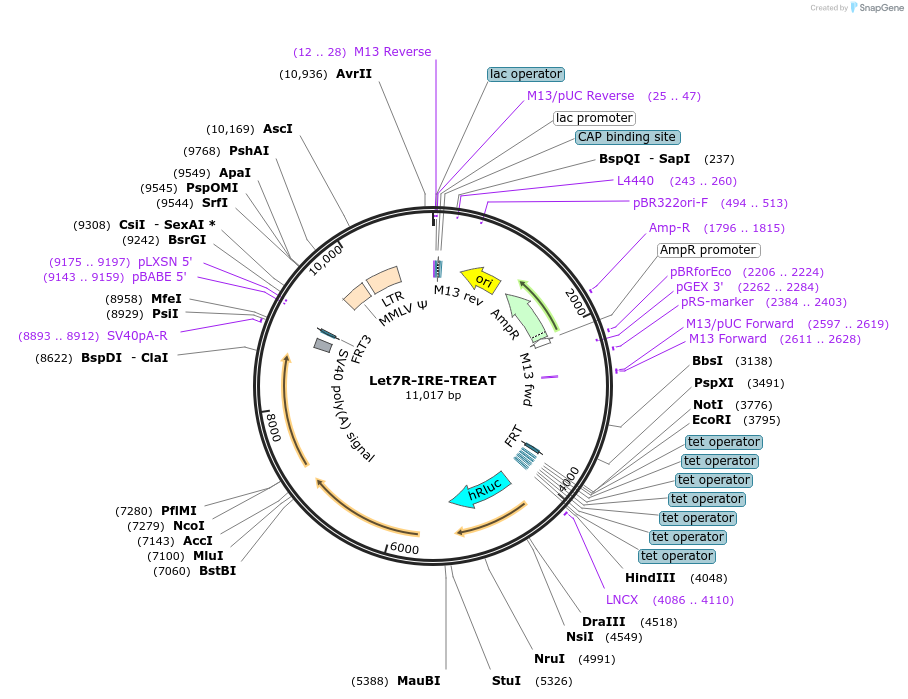 196934-plasmid-map-sequence-id-387462