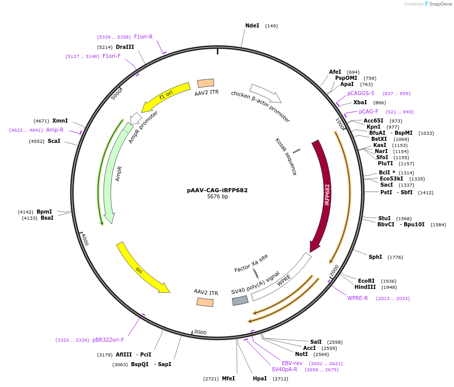 197204-plasmid-map-sequence-id-387466