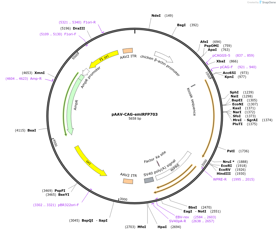 197205-plasmid-map-sequence-id-387467