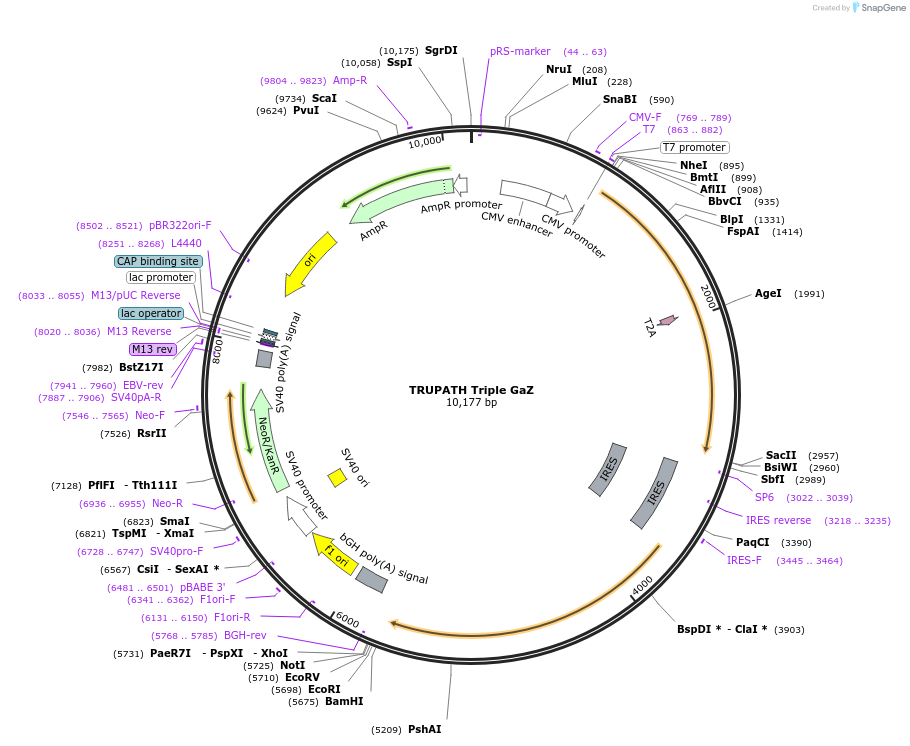 196053-plasmid-map-sequence-id-387469