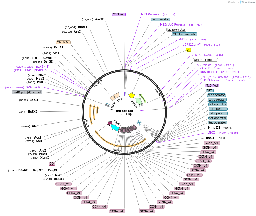 196920-plasmid-map-sequence-id-387471