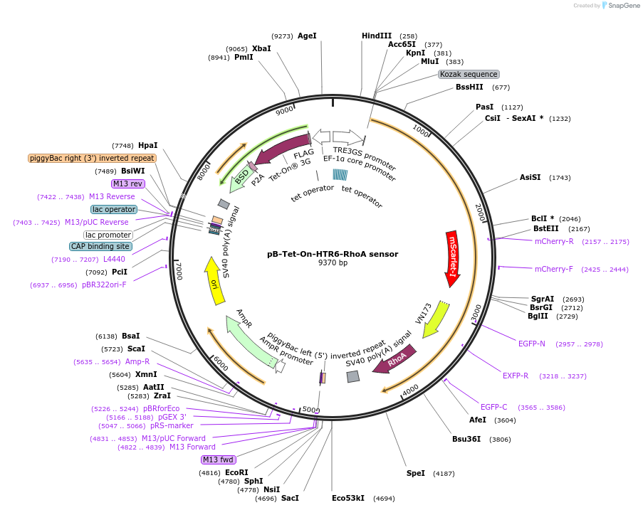 189614-plasmid-map-sequence-id-387472