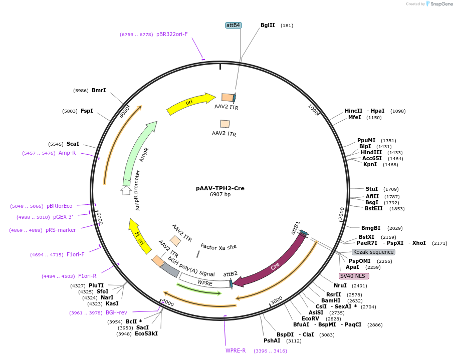189616-plasmid-map-sequence-id-387475