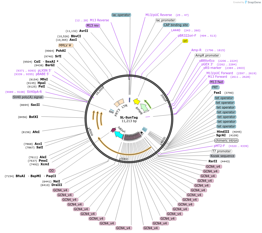 196919-plasmid-map-sequence-id-387478