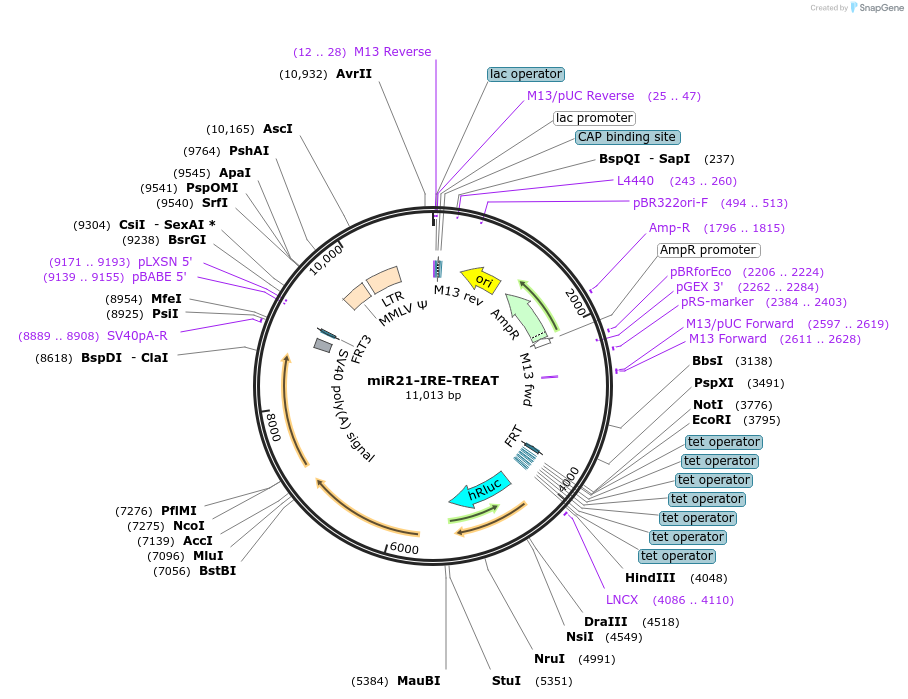 196930-plasmid-map-sequence-id-387481