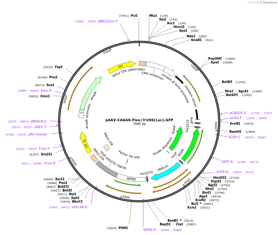 197887-plasmid-map-sequence-id-387487