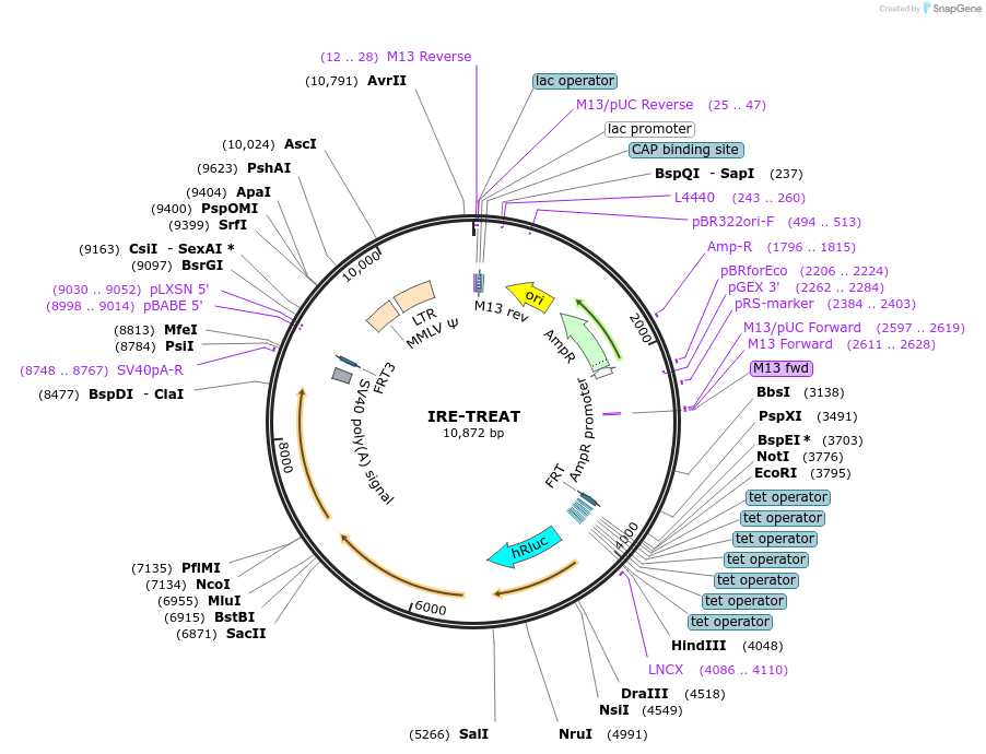 196921-plasmid-map-sequence-id-387493
