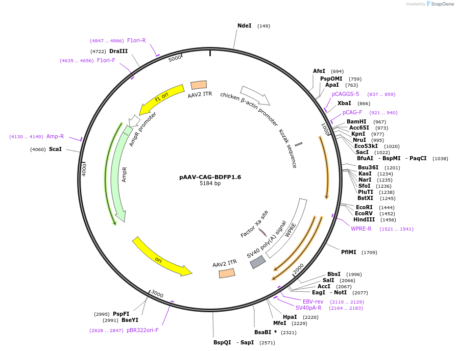 197199-plasmid-map-sequence-id-387501